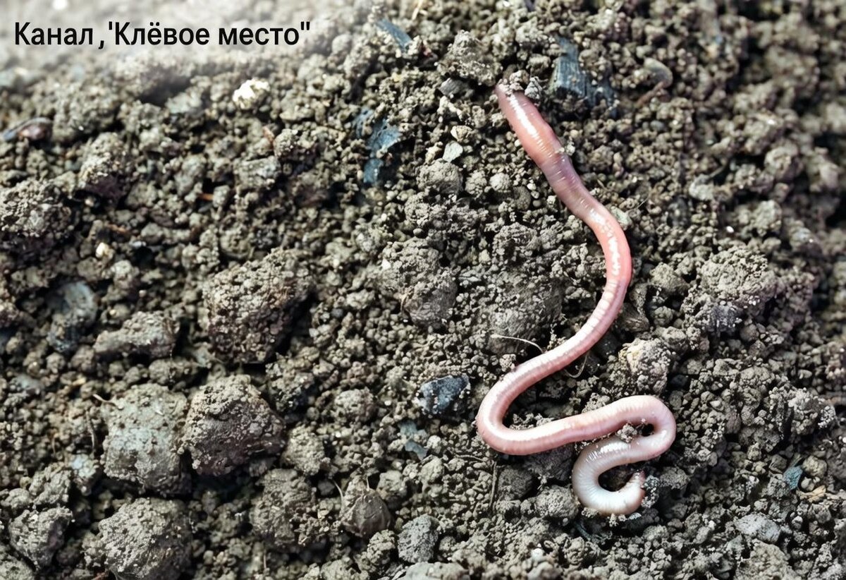 Дождевой червь