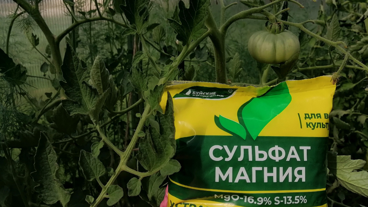 Сульфат магния — самое доступное и рабочее удобрение для магниевых подкормок