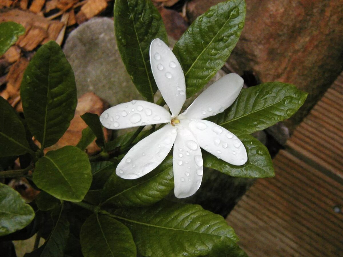 Гардения шероховатая | CC BY-SA 3.0 / Casliber / Gardenia scabrella, flowering in the rain, in my garden in Sydney