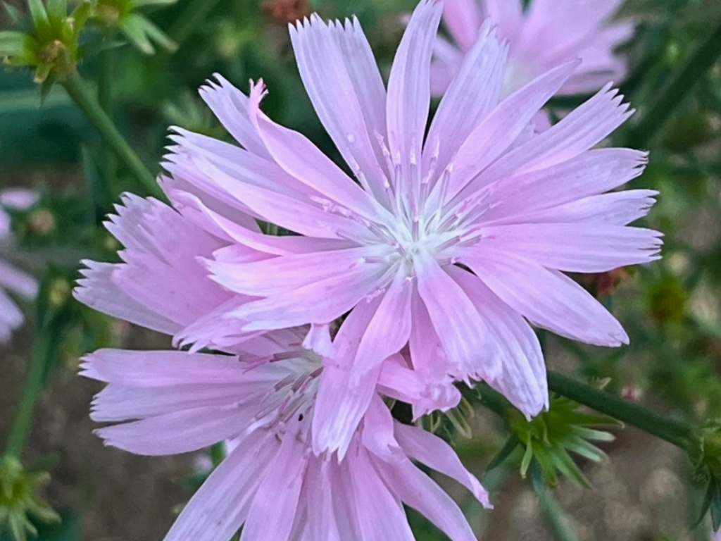 Cichorium intybus f. roseum (Цикорий розовый). В отличие от классического небесно-голубого цвета, эта форма цветет нежными пастельно-розовыми или зефирными соцветиями, напоминающими миниатюрные розовые одуванчики. Идеально смотрится рядом с белой эхинацеей, серебристой полынью, шалфеем дубравным и воздушными декоративными злаками (например, овсяницей или ячменем гривастым).
