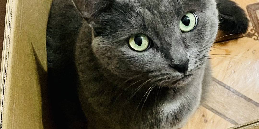 3 типа хозяев, с которыми не захочет жить ни одна кошка