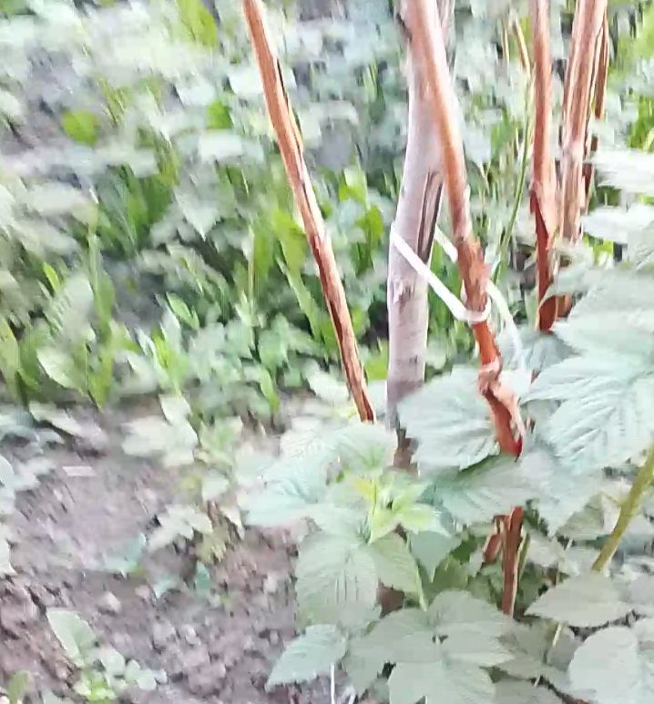 Мои малины не выжили
