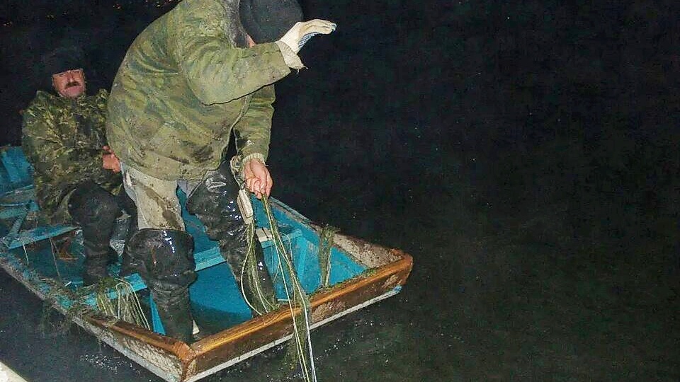 Разные краснокнижные браконьеры: один поймал осетров на 118 млн. рублей, другой держал осетра на привязи