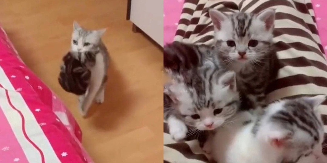 Зачем кошка приносит котят в кровать хозяевам
