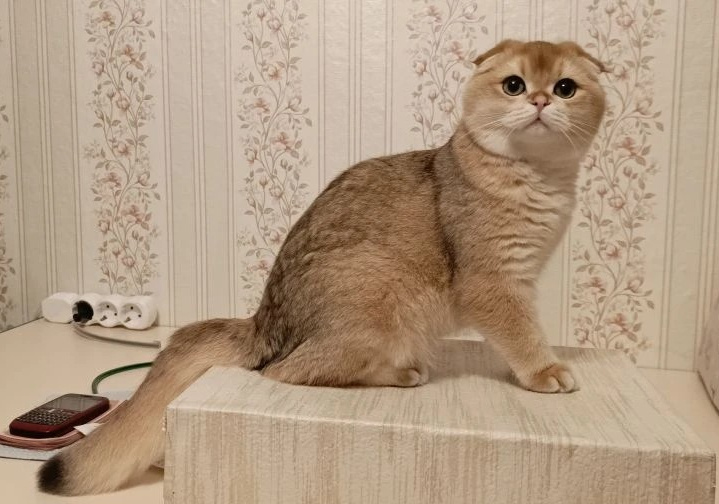 Соловей
