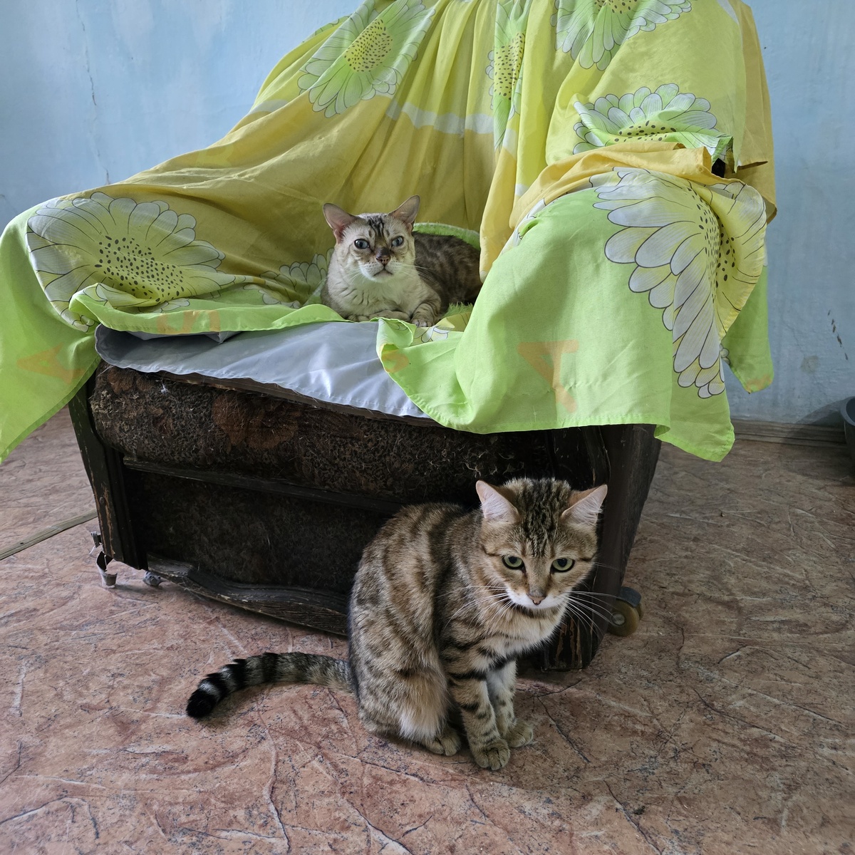 Лео и Сати — молча ждут