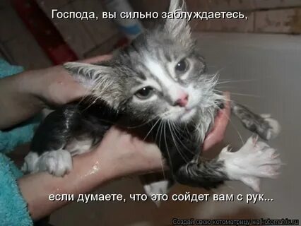 Котик.