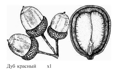 Семена для размножения растений