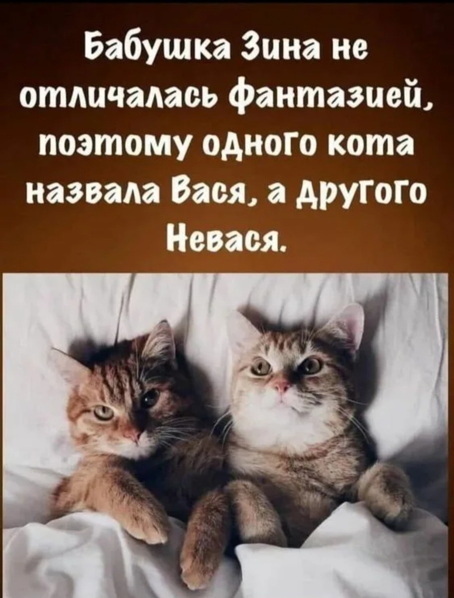 Котики, --взято из интернета с целью ознакомления. 