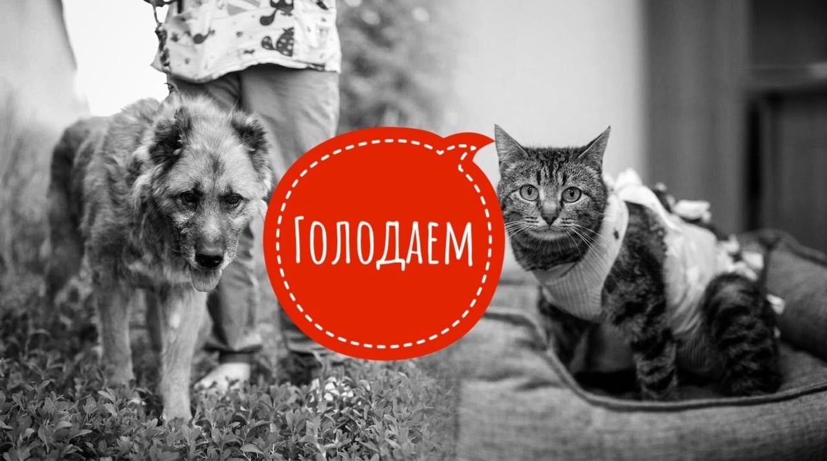 Мечтаем накормить 500 инвалидов, помогите частному хоспису!