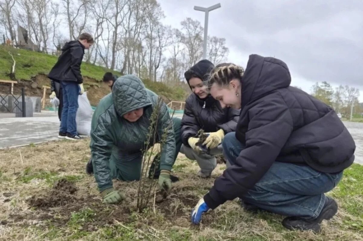    В Николаевске-на-Амуре на набережной высадили новую аллею