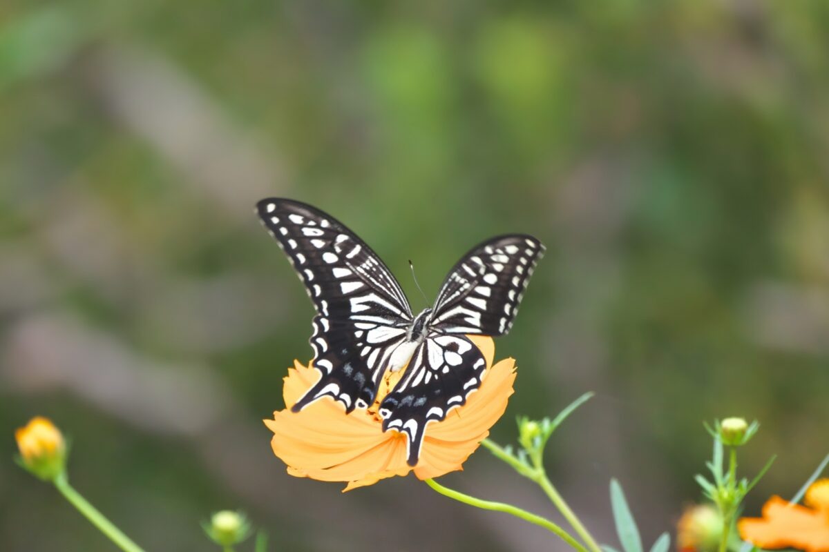 Фото с сайта: https://blog.japanwondertravel.com/symbolic-animals-in-japanese-culture-36654