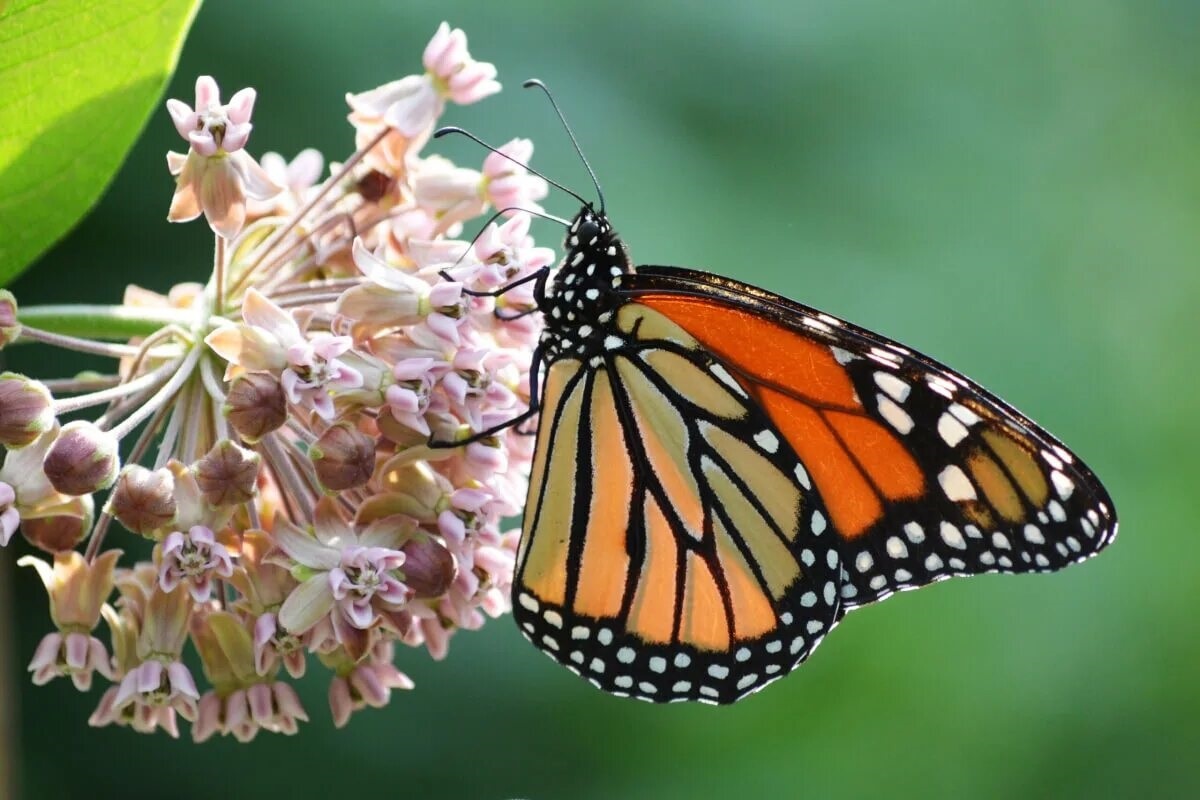 Фото с сайта: https://mungfali.com/explore.php?q=Butterfly%20Press%20Exercise
