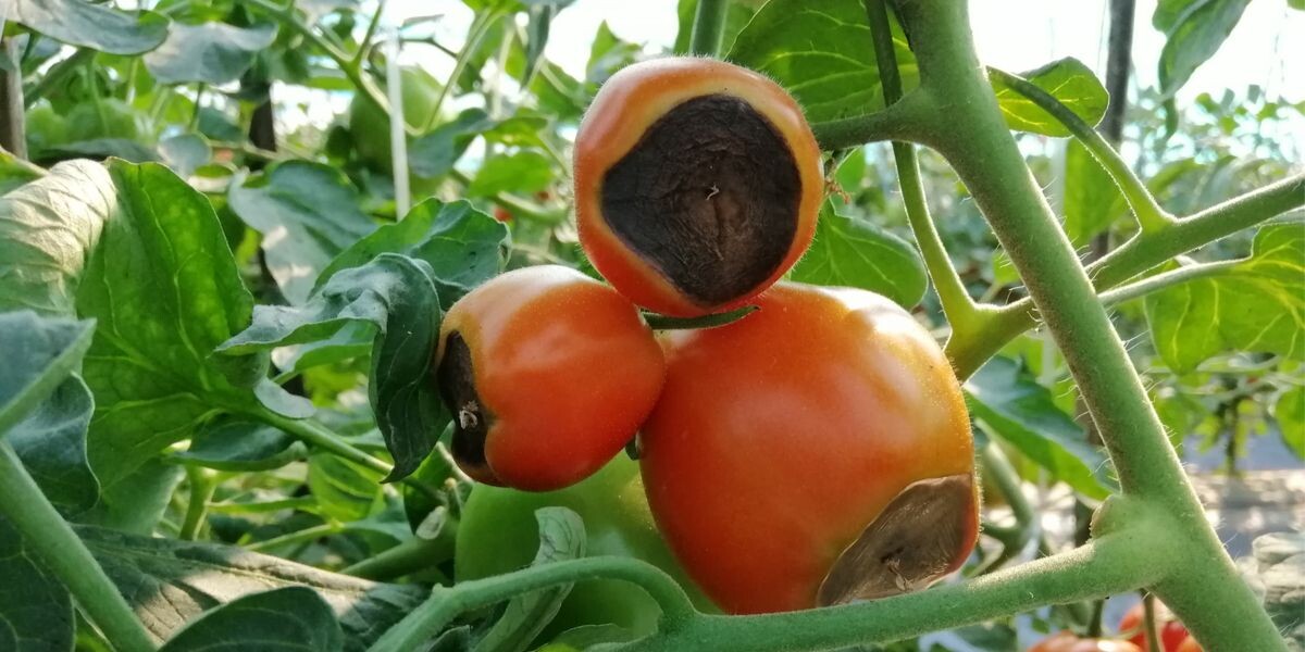 Малоприятная картина для любителя томатов