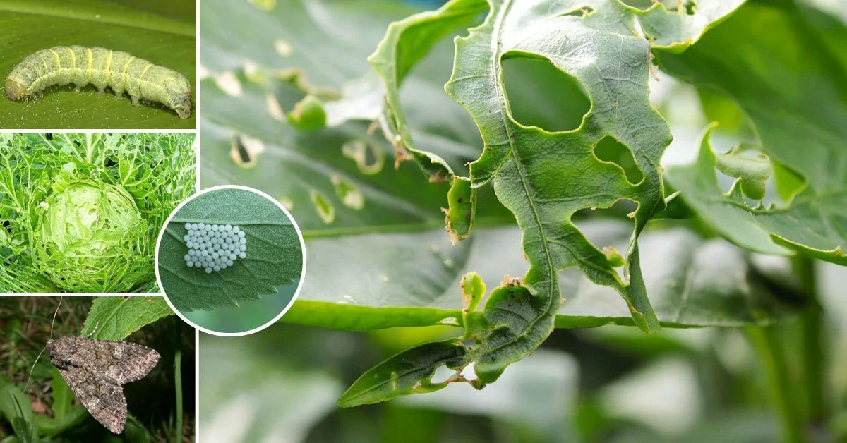 На картофеле, фото с Огород.ру https://www.ogorod.ru/ru/now/pests/15663/Ne-motylek-a-sovka-kak-opoznat-i-borotsya.htm
