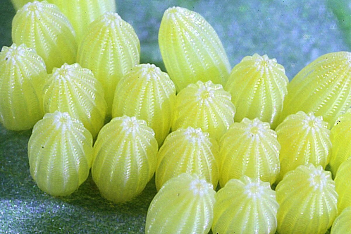 Фото с сайта: https://commons.wikimedia.org/wiki/File:Eggs_of_a_butterfly.jpg