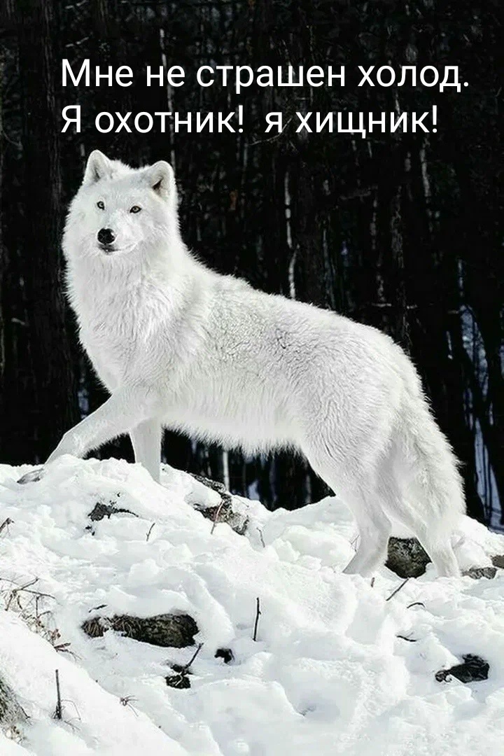 Это волк.