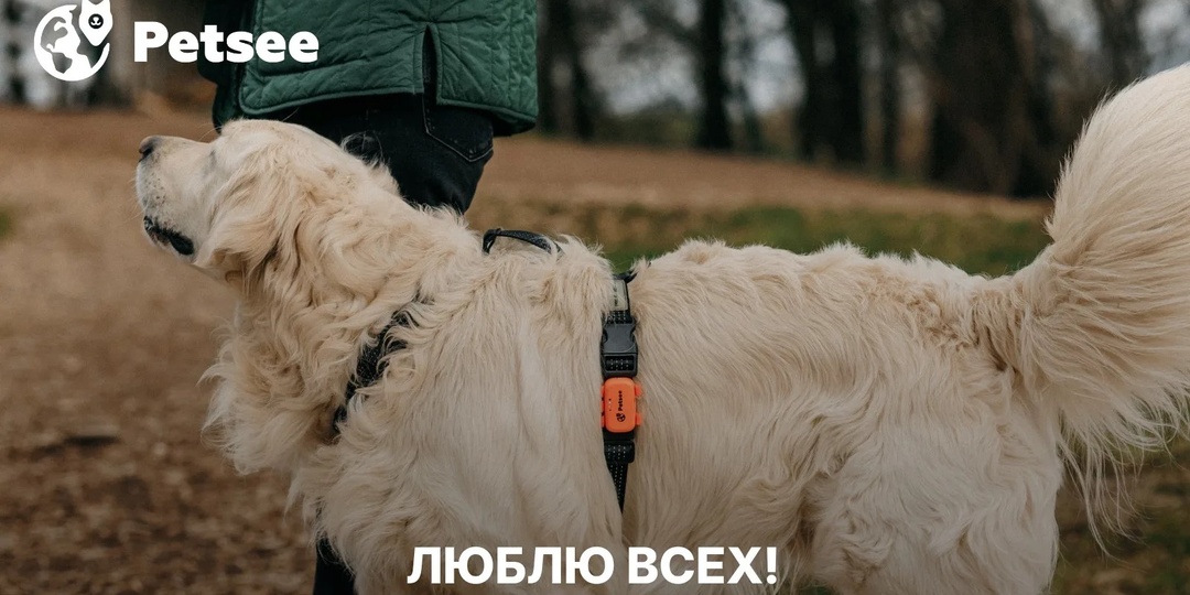 6 пород собак, которые легко уживаются с кошками: проверено в семье