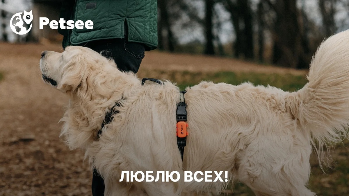 6 пород собак, которые легко уживаются с кошками: проверено в семье