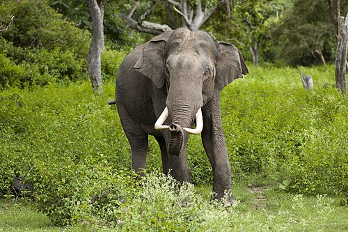 Фото: Yathin S Krishnappa / Wikipedia