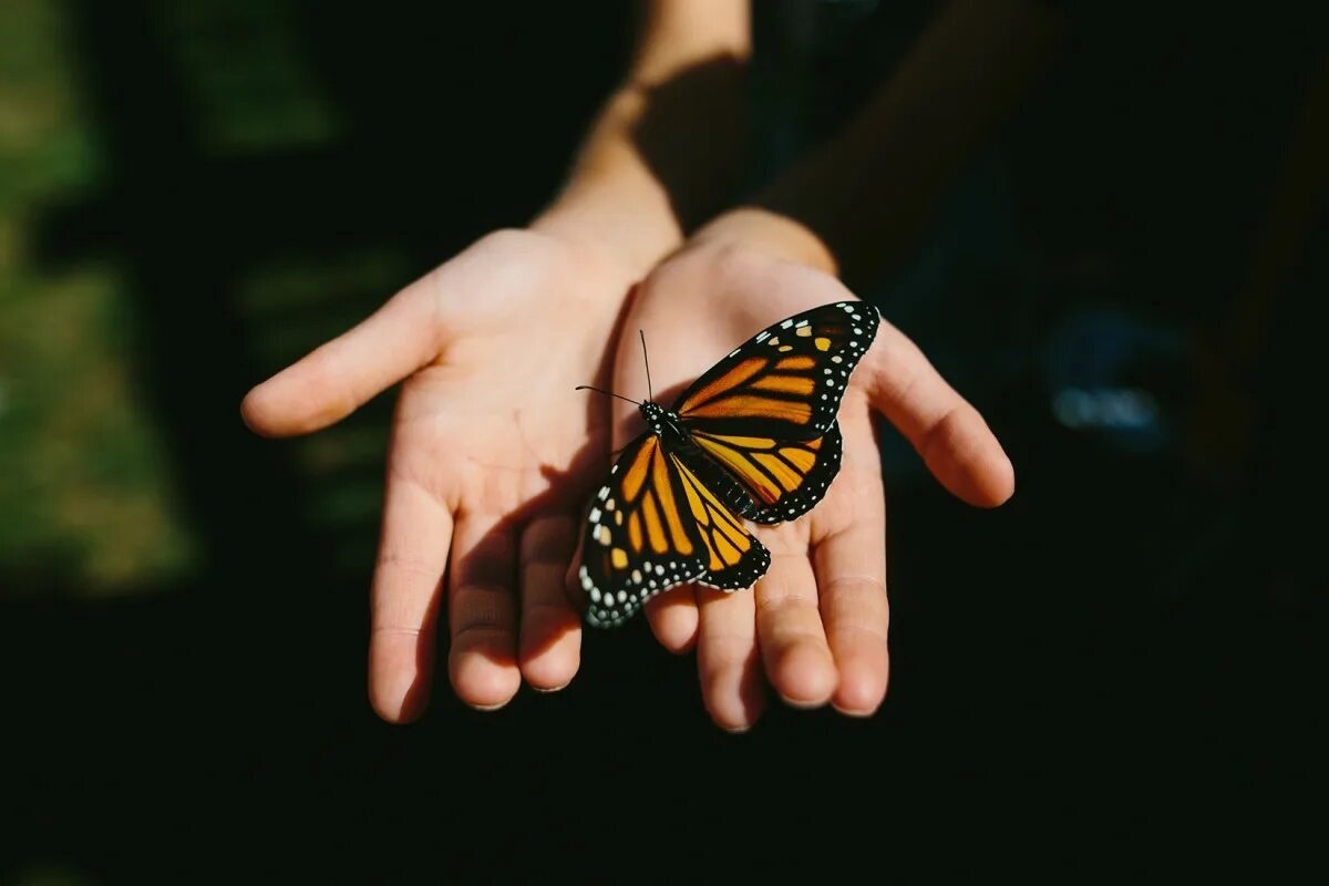 Фото с сайта: https://flintprint.by/dead+butterfly+meaning