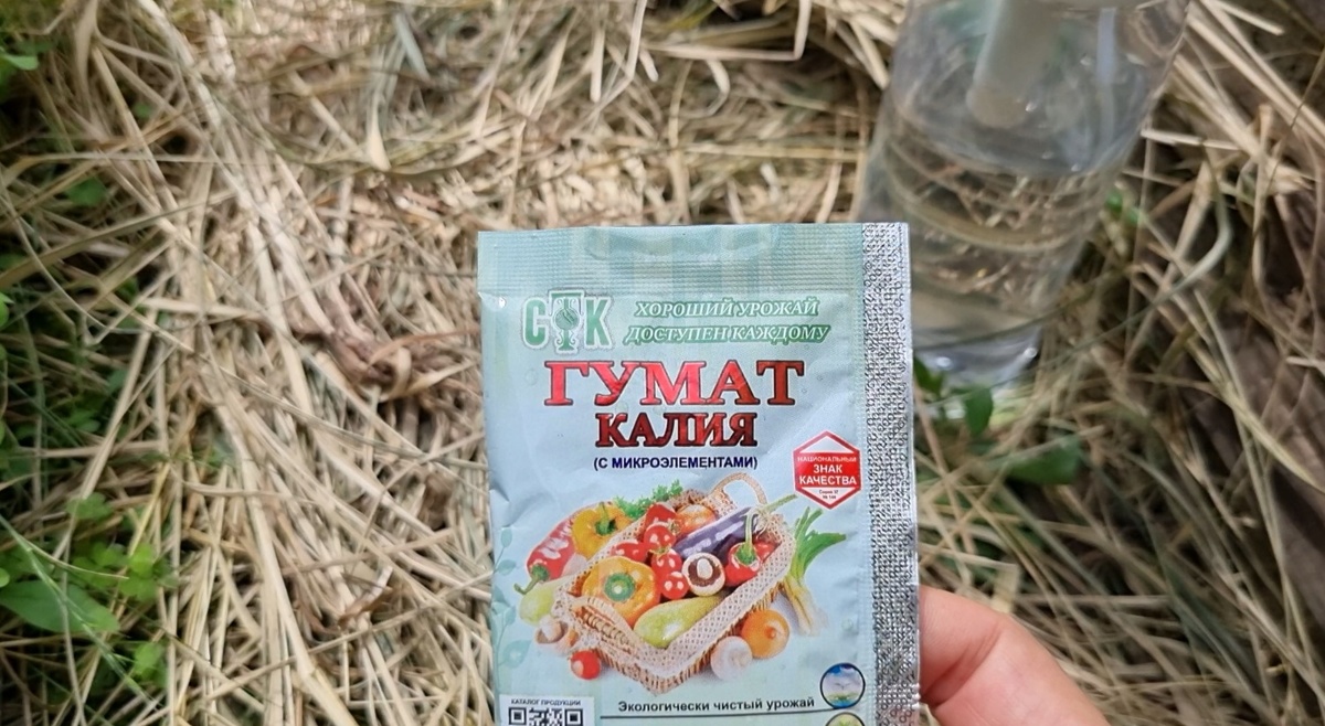 Томаты зацвели: начинаем применять Гумат калия. Как использовать эффективную подкормку. Фото автора