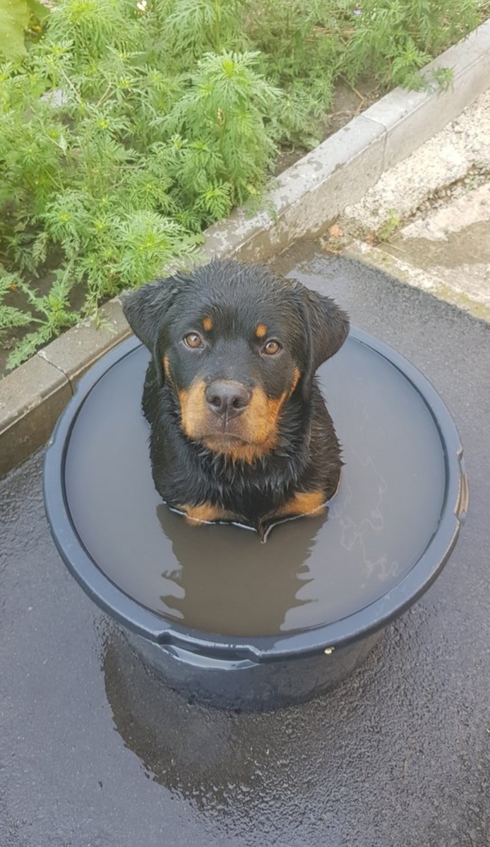 Крокодильчик 🐕