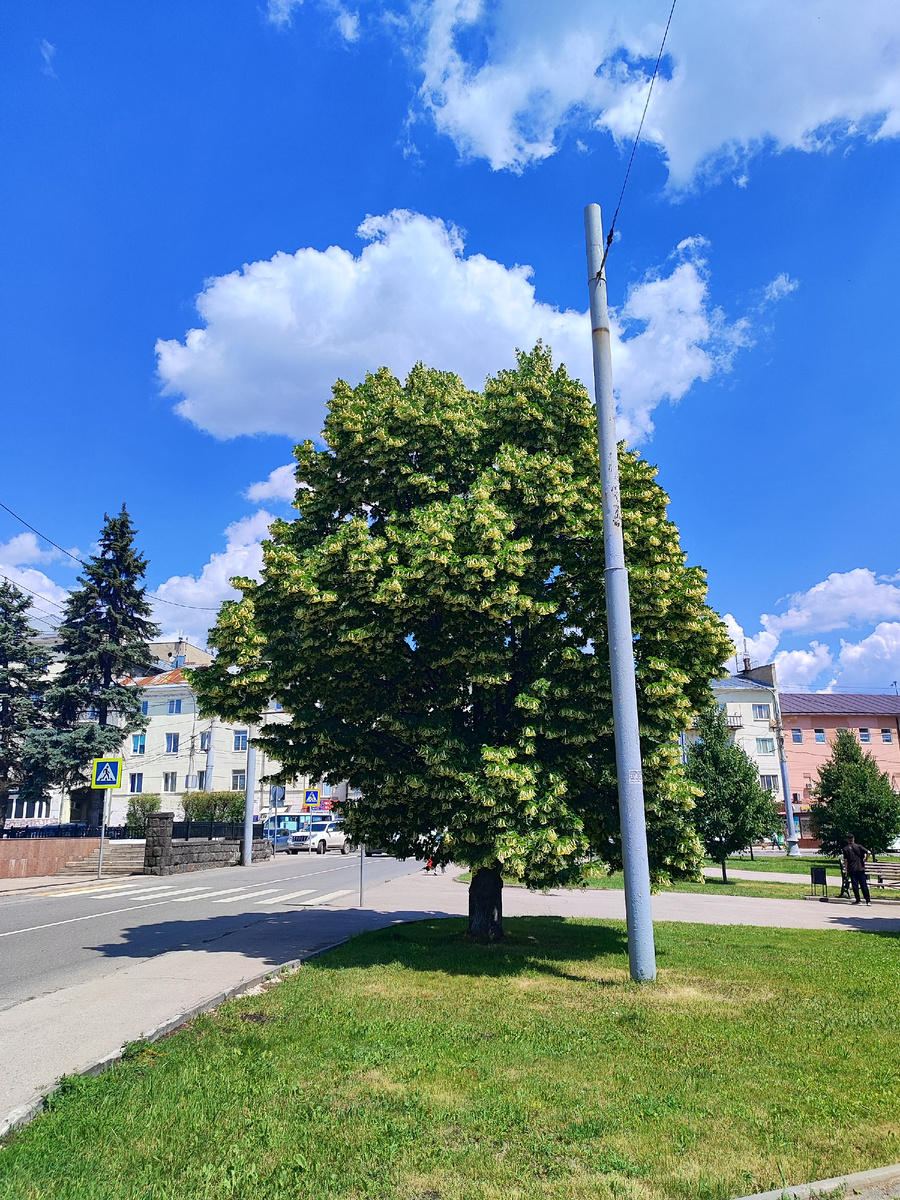 Липа цветёт 