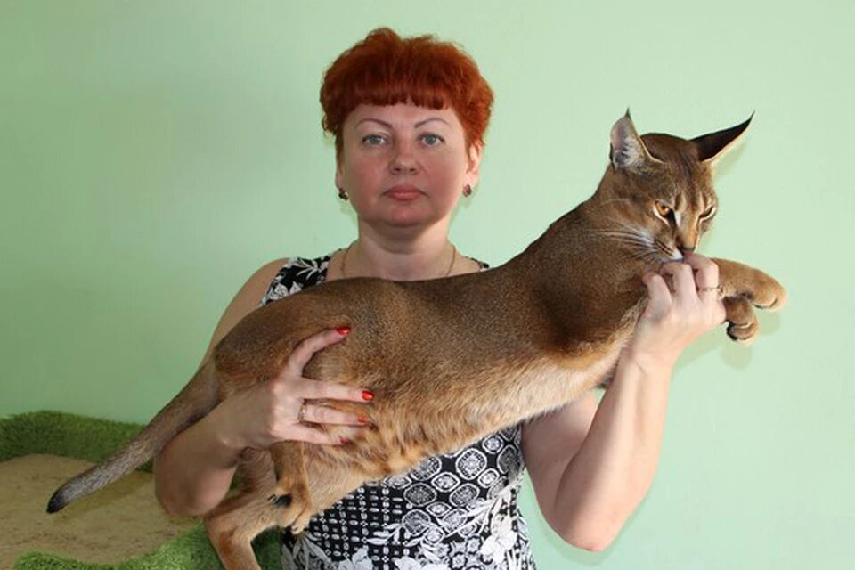 Эксперт-фелинолог Инна Домбровская занимается кошками более 20 лет. Фото: из личного архива героя(ев) публикации.