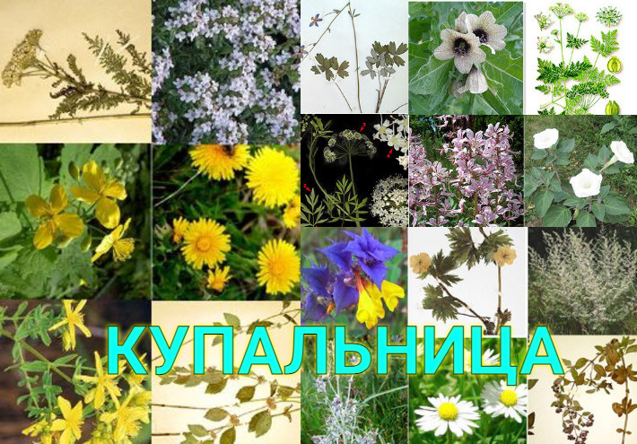 Из Интернета