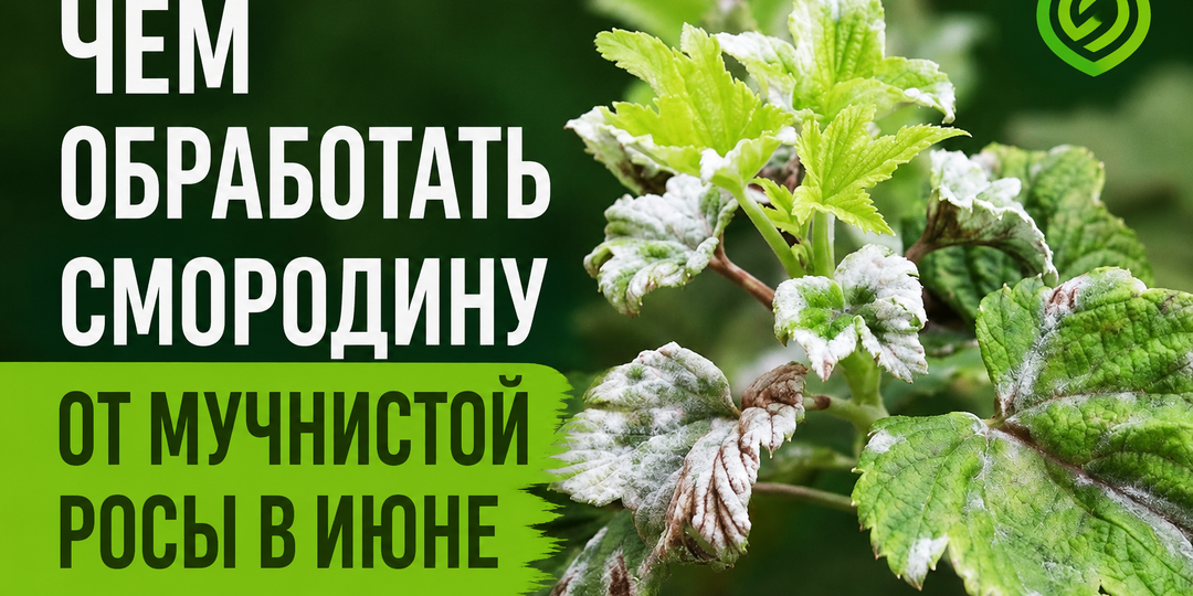 Чем обработать смородину от мучнистой росы в июне