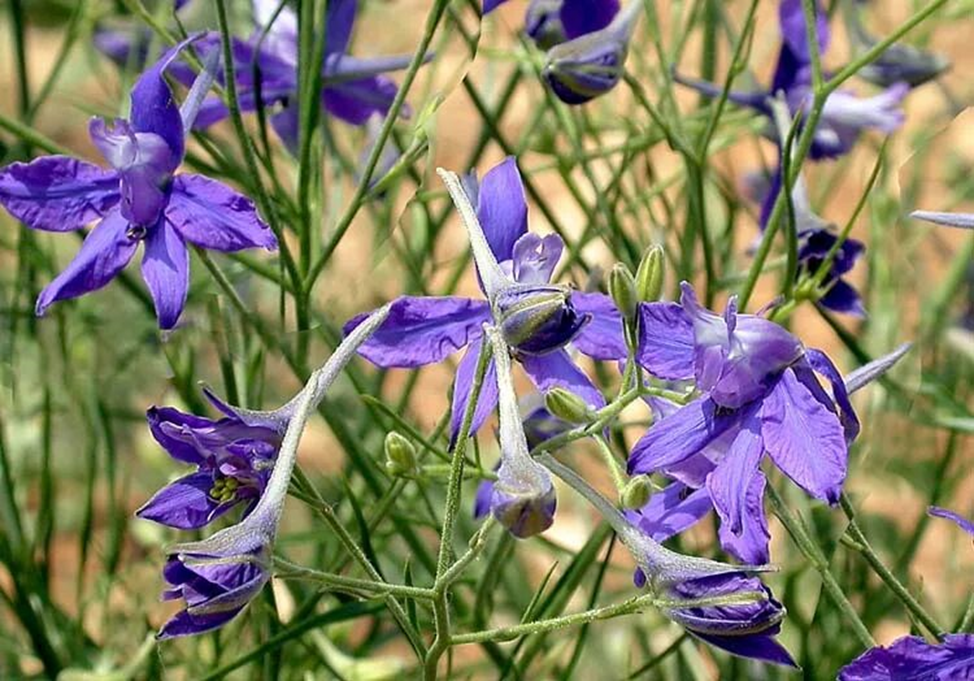 Живокость полевая (Delphinium consolida L.)