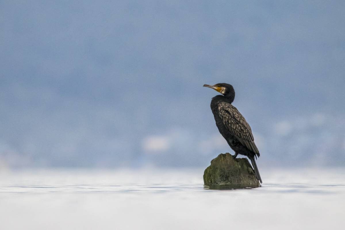 Фото с сайта: https://www.sibirds.ru/v2photo.php?l=en&s=070601206&n=1&t=16&p=0&sortby=1&sor=desc&saut=all&si=sib