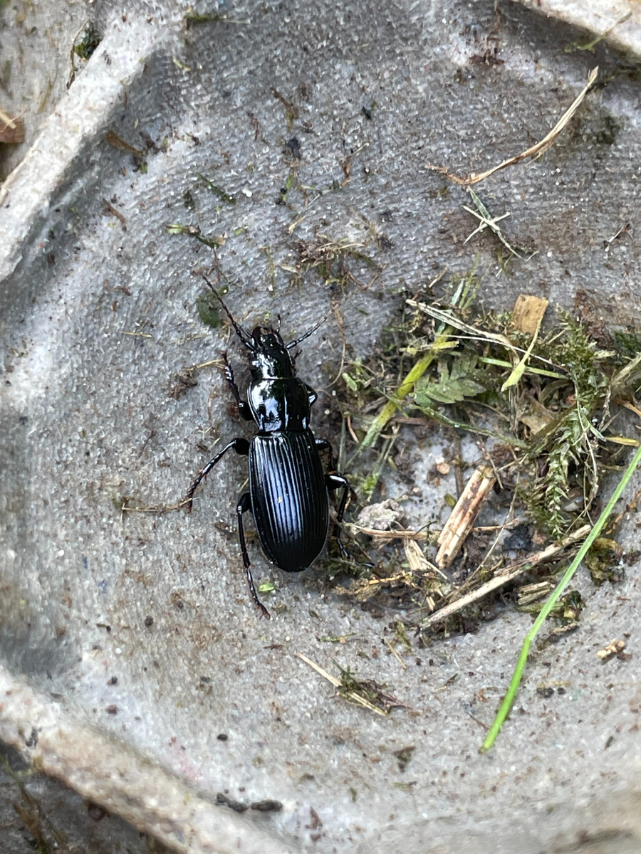 Жу́желицы (лат. Carabidae) — одно из самых больших и многочисленных семейств жуков.