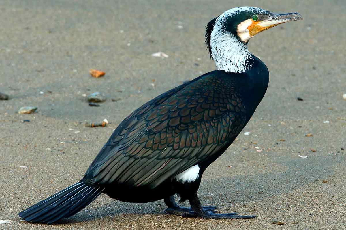 Фото с сайта: https://www.birdbaron.com/flightless-great-cormorant-bird-facts/