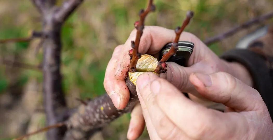 Вы всё делаете правильно, но урожай слабый? Вот ошибка, которую допускают 90% дачников в июне