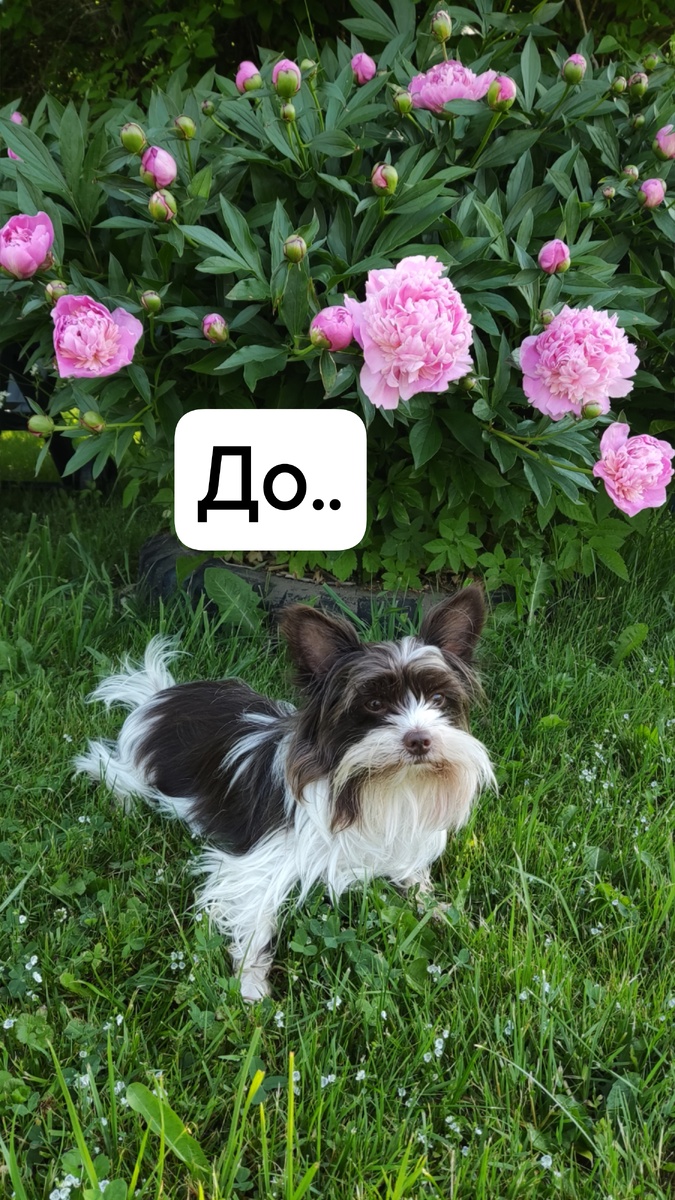 Привет, это Бад!