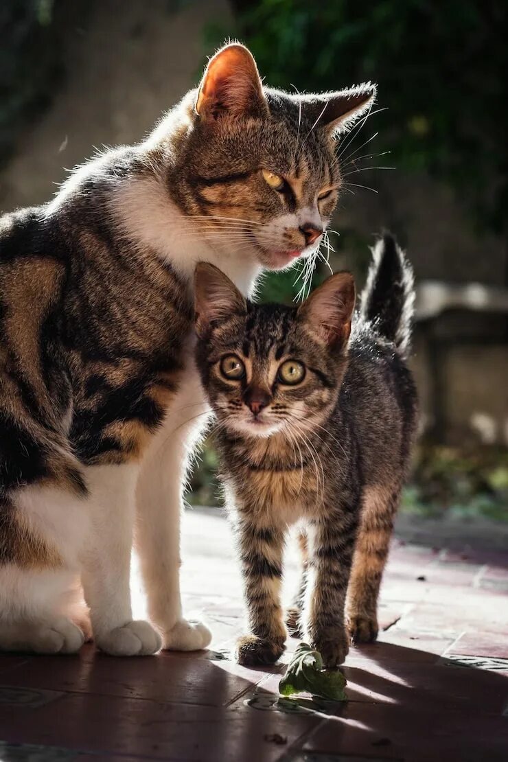 Кошки. Фотография взята из Яндекс. Картинки