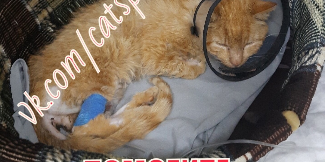 🆘🆘🆘УМОЛЯЕМ ПОМОГИТЕ СПАСТИ КОТИКА!🙏🆘🆘🆘