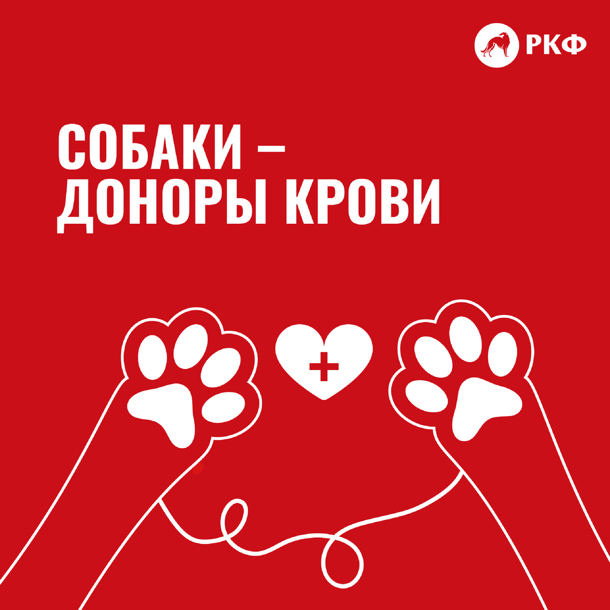 Как собака может стать донором крови? 