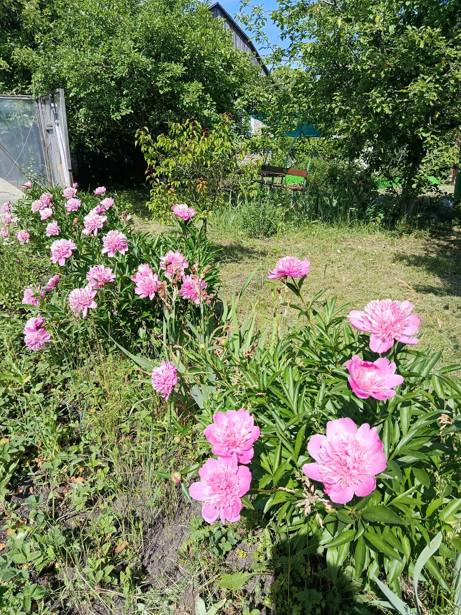 Пионы и проломленная снегом теплица