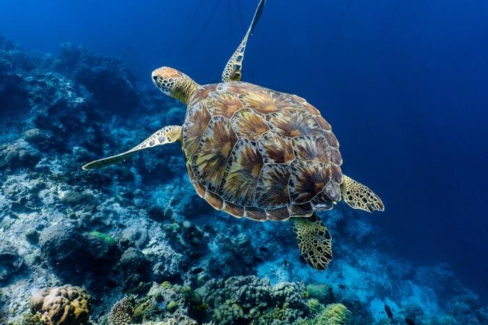 Обложка © Shutterstock / FOTODOM / SaltedLife