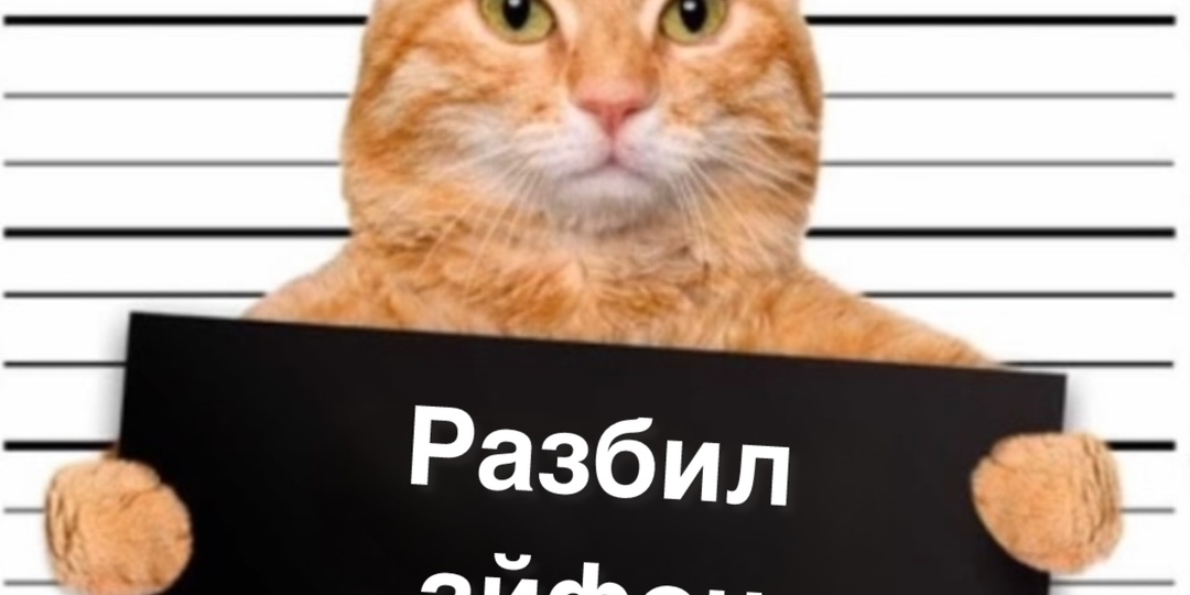 Пойман с поличным: 11 смешных котов, которые не успели скрыться от места преступления