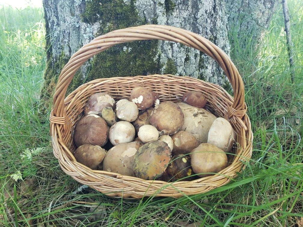 Фото Жабуси.