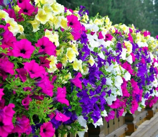 🌸 Борная кислота для петунии: секрет цветущего шара без пробелов