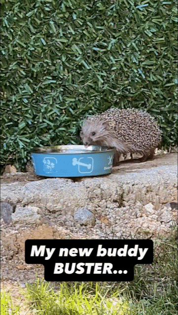 Мой новый приятель Бастер...