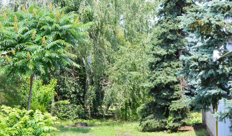 Фото автора. 11.06.2026. Станица.