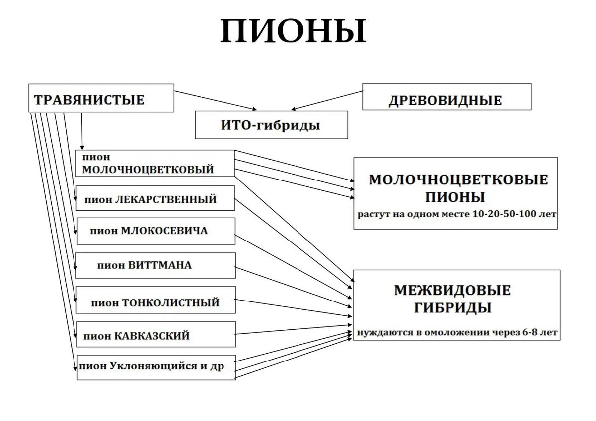 Не стала "изобретать велосипед" и взяла наиболее наглядную, на мой взгляд, схему с сайта с экзотическим именем lunnaia-koliuchka