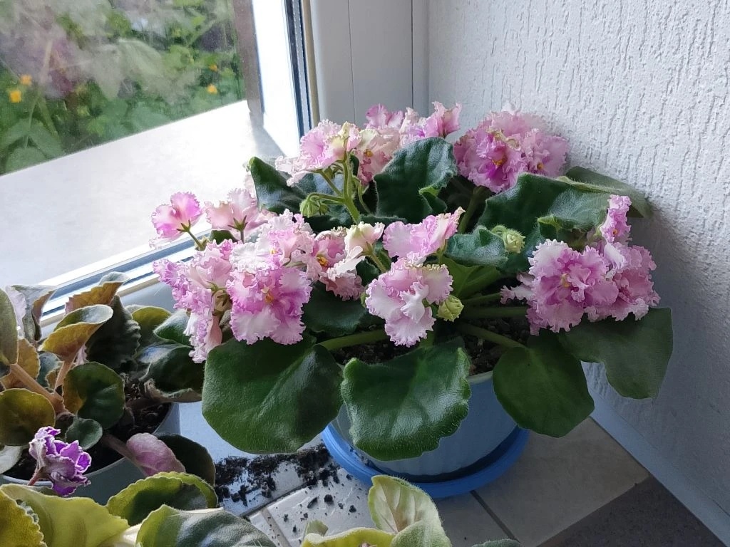Розовая сенполия с бахромчатыми цветочками.
