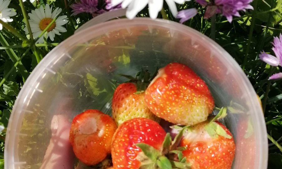 Первые ягодки - самые вкусные... 🥰